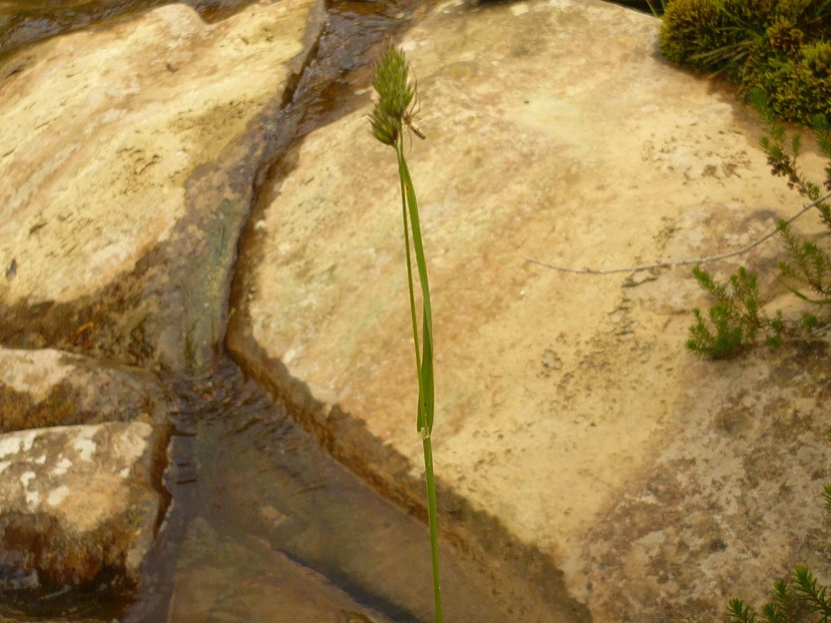 Dactylis glomerata subsp. hispanica (Poaceae)